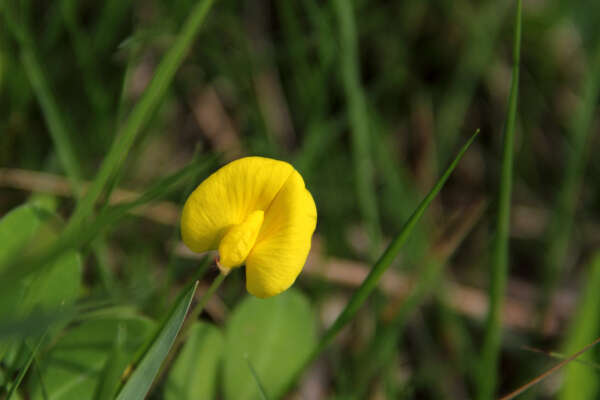 Plancia ëd Arachis duranensis Krapov. & W. C. Greg.