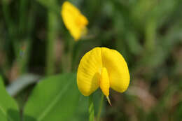 Plancia ëd Arachis duranensis Krapov. & W. C. Greg.