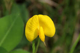 Plancia ëd Arachis duranensis Krapov. & W. C. Greg.