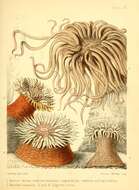 Image of Anemonia sulcata (Pennant 1777)