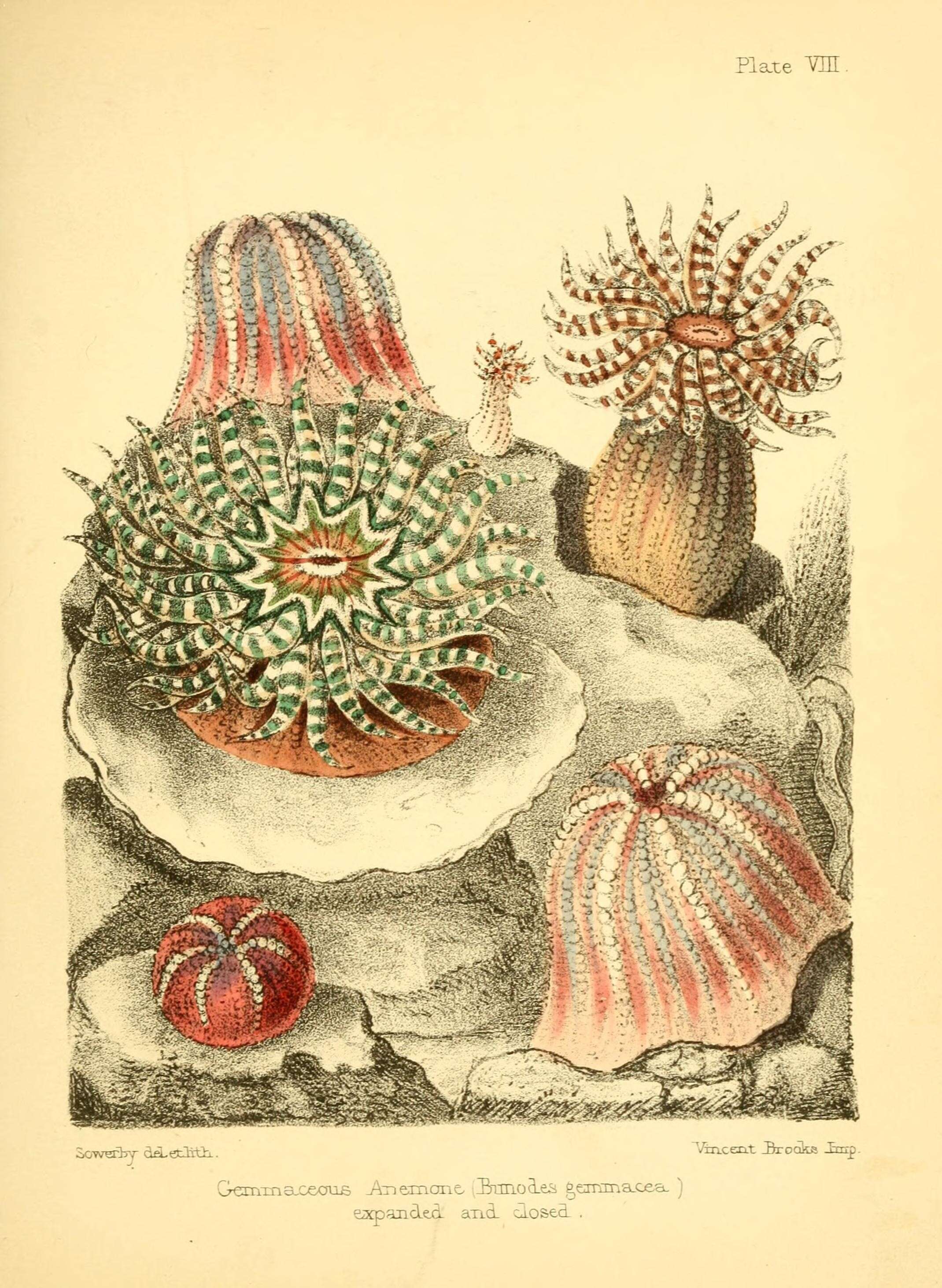 Image de Aulactinia verrucosa (Pennant 1777)