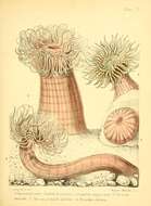 Image de Anthopleura ballii (Cocks 1851)