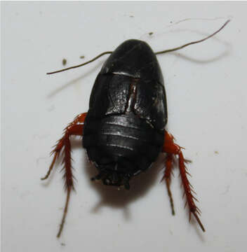 Image of Dark Wood Cockroach