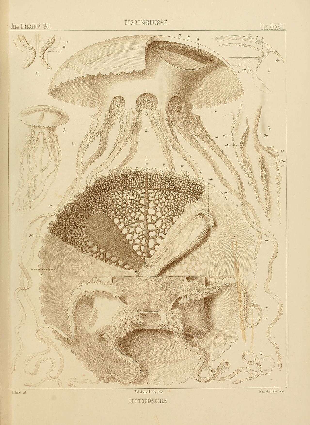 Image of Anthoathecata Cornelius 1992