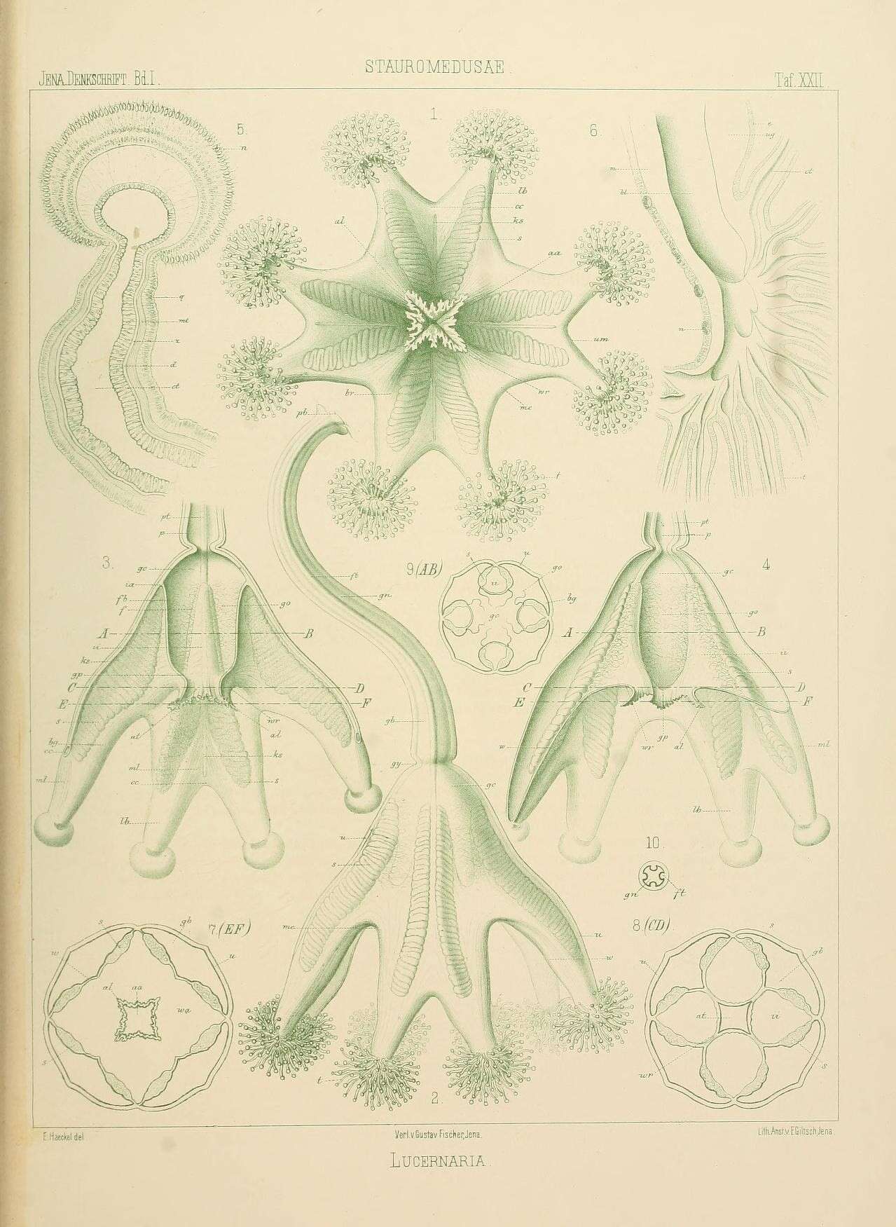 Image of Anthoathecata Cornelius 1992