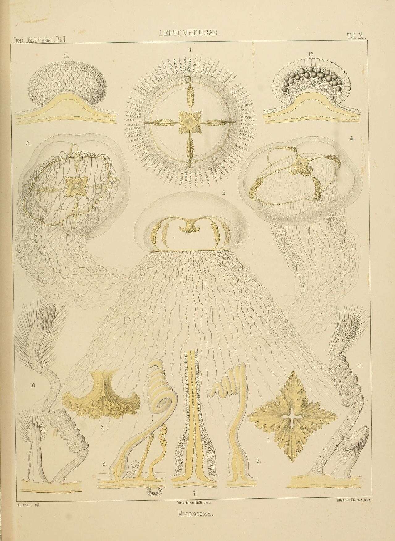 Image of Anthoathecata Cornelius 1992