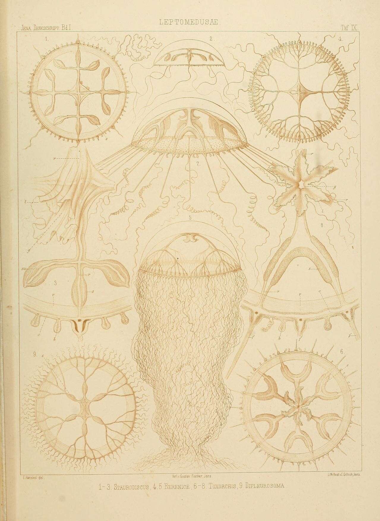 Image of Anthoathecata Cornelius 1992