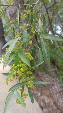 Image of Searsia pendulina (Jacq.) Moffett