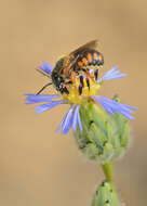 Image of Anthidium auritum Klug 1832