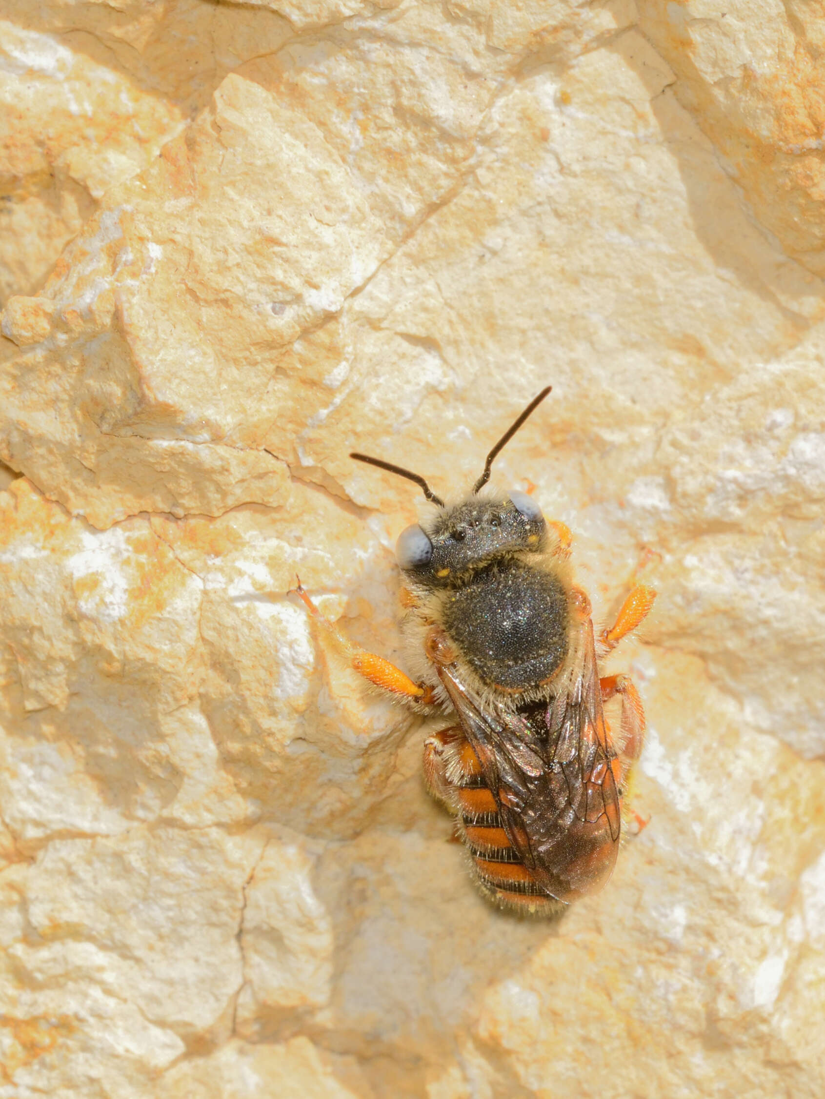 Imagem de Anthidium auritum Klug 1832