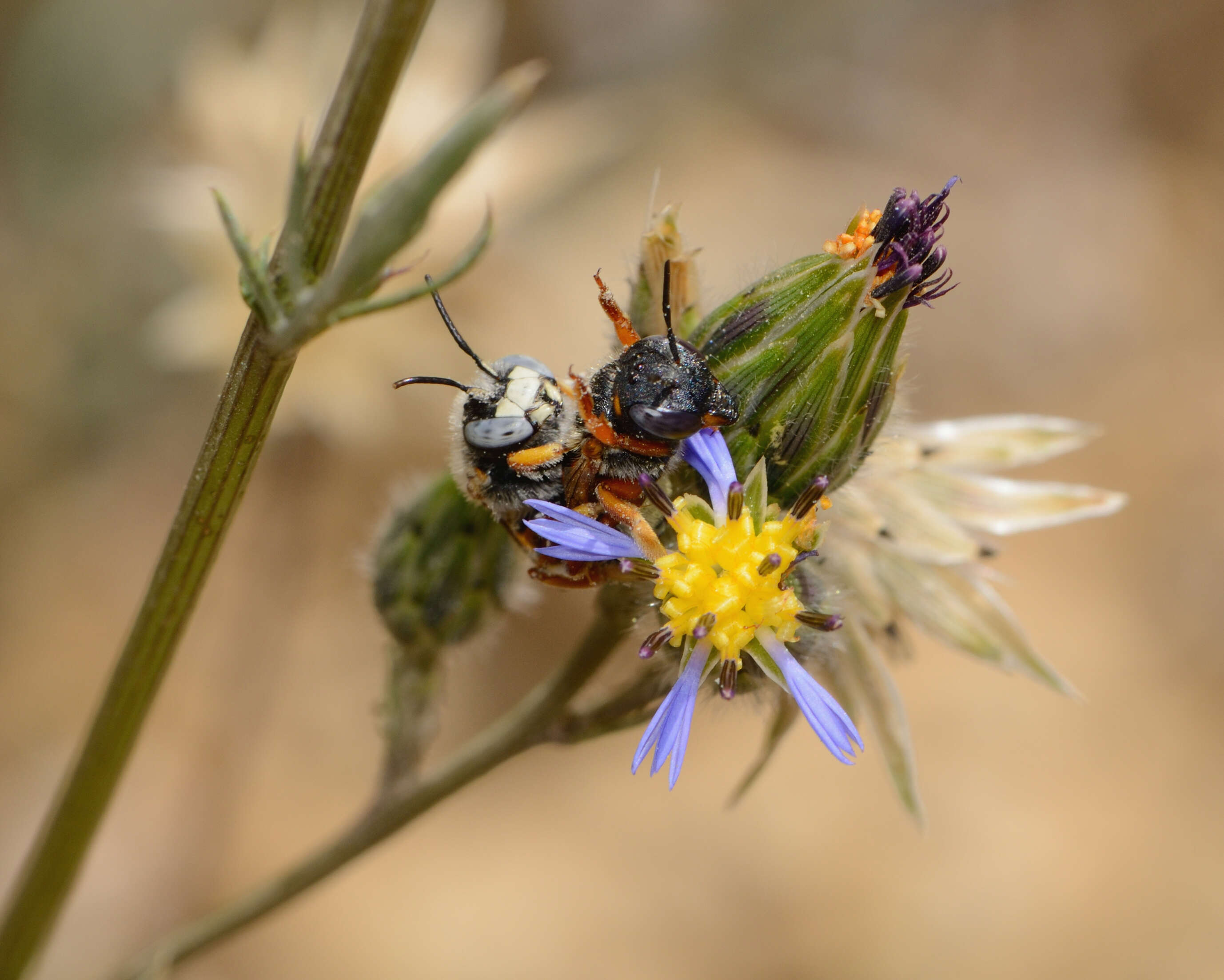 Imagem de Anthidium auritum Klug 1832