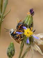 Image of Anthidium auritum Klug 1832