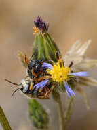 Imagem de Anthidium auritum Klug 1832