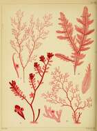 Image of Gastroclonium ovatum