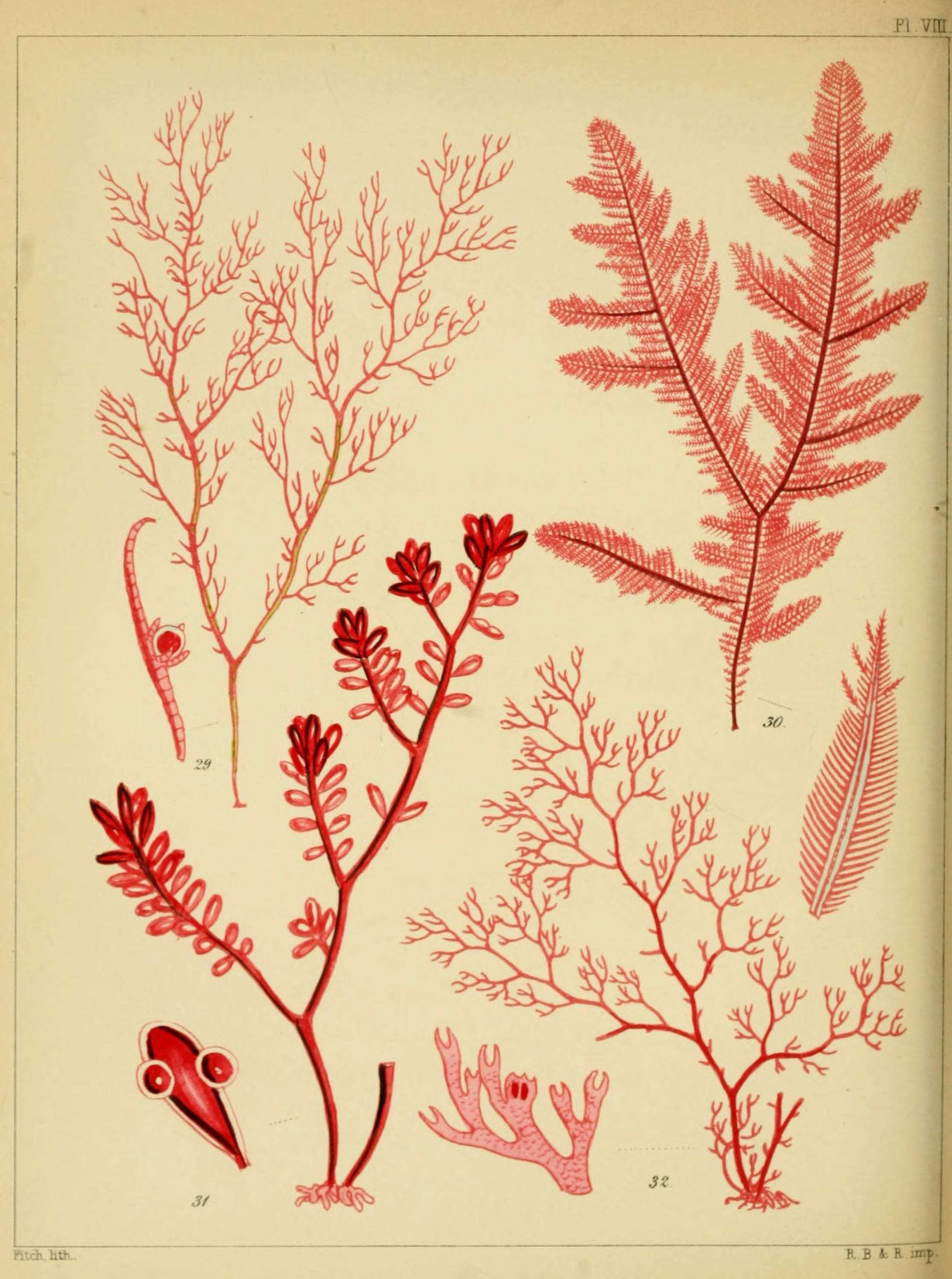 Image of Gastroclonium ovatum