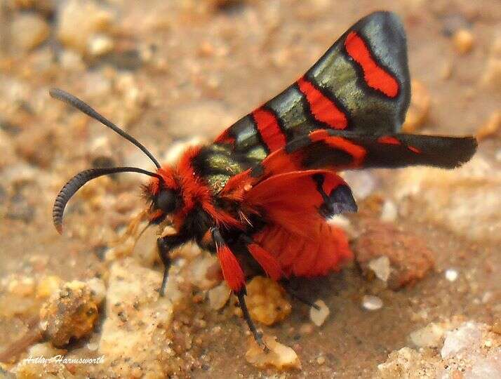 Image of Fire Grid Burnet