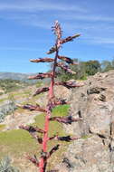 Image of Puya coerulea Lindl.