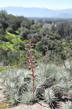 Image of Puya coerulea Lindl.