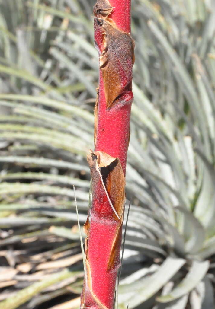 Image of Puya coerulea Lindl.