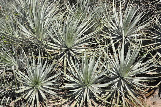 Image of Puya coerulea Lindl.