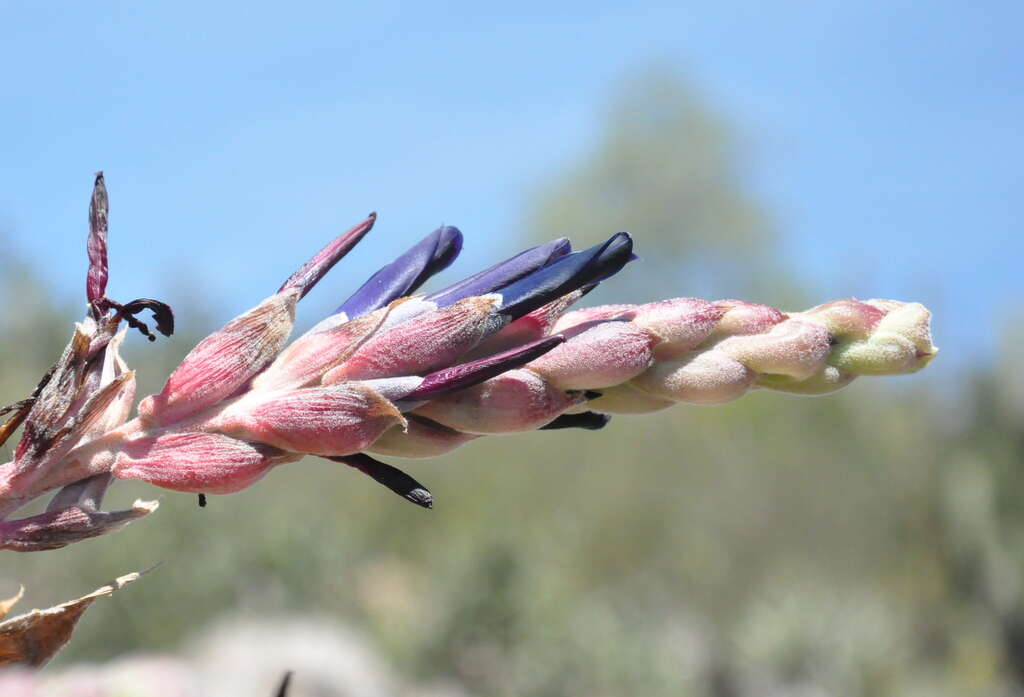 Image of Puya coerulea Lindl.