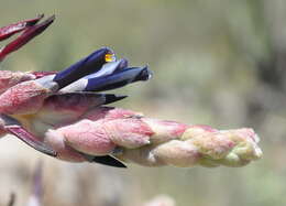 Image of Puya coerulea Lindl.