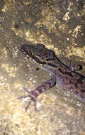 Cyrtodactylus pubisulcus Inger 1958 resmi