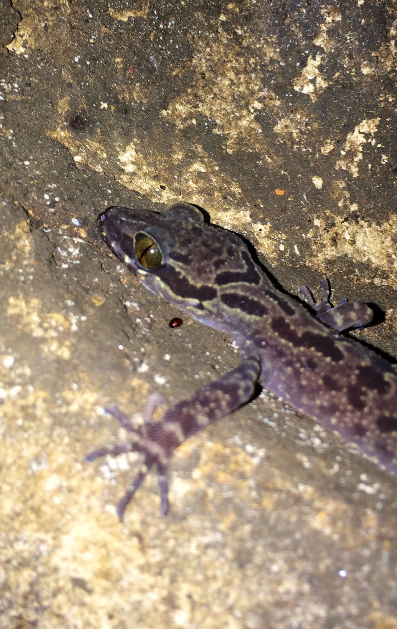 Cyrtodactylus pubisulcus Inger 1958的圖片