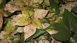 Image de Acalypha wilkesiana Müll. Arg.