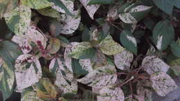 Image de Acalypha wilkesiana Müll. Arg.