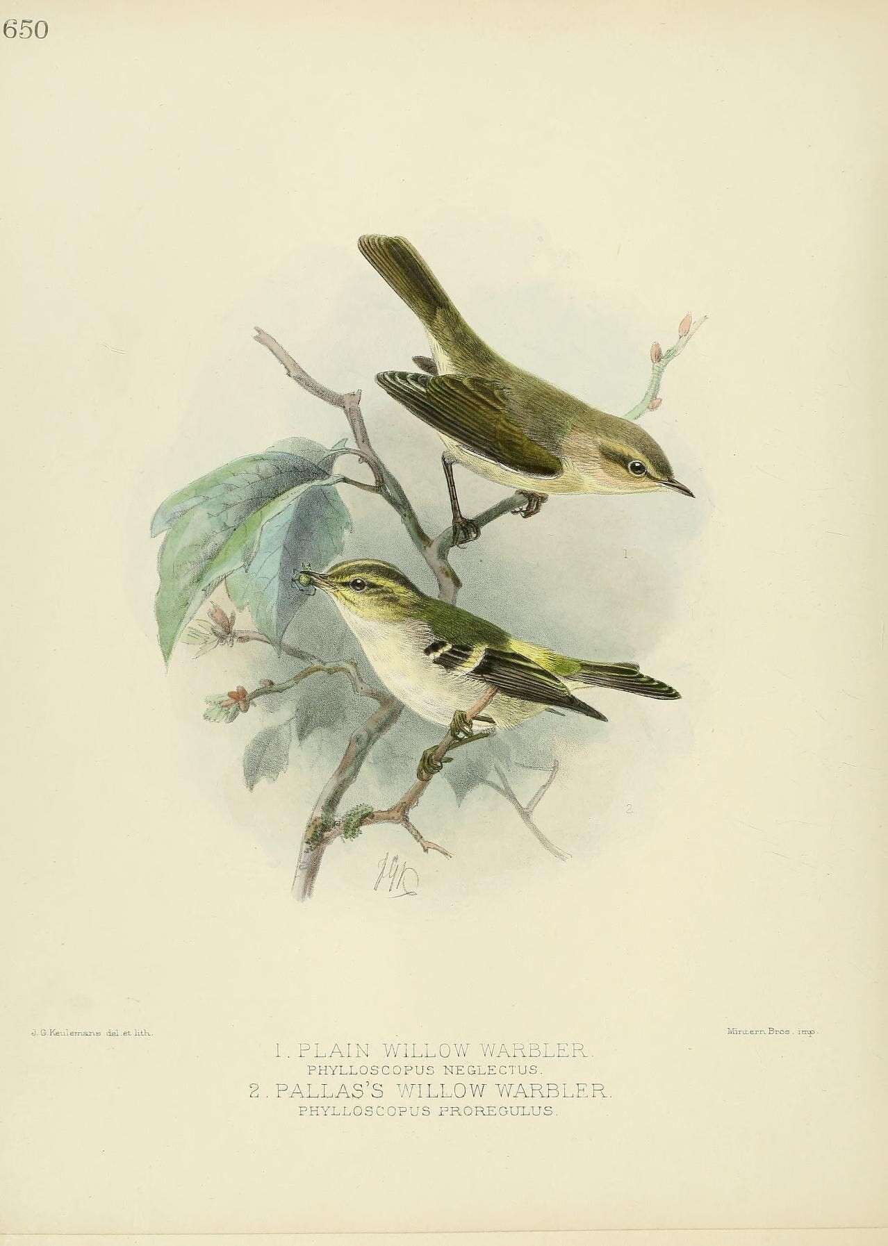 Image of Lemon-rumped Warbler