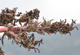 Image of Puya coerulea Lindl.