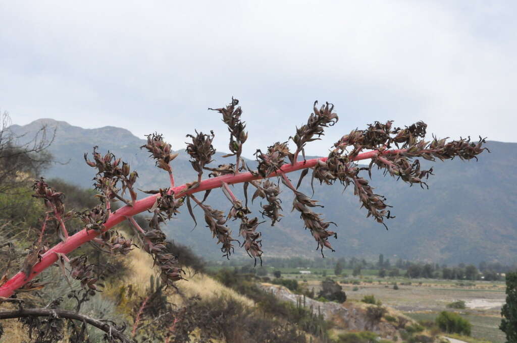 Image of Puya coerulea Lindl.