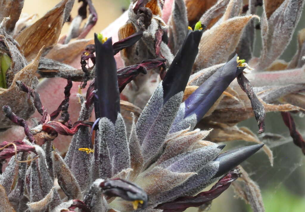 Image of Puya coerulea Lindl.