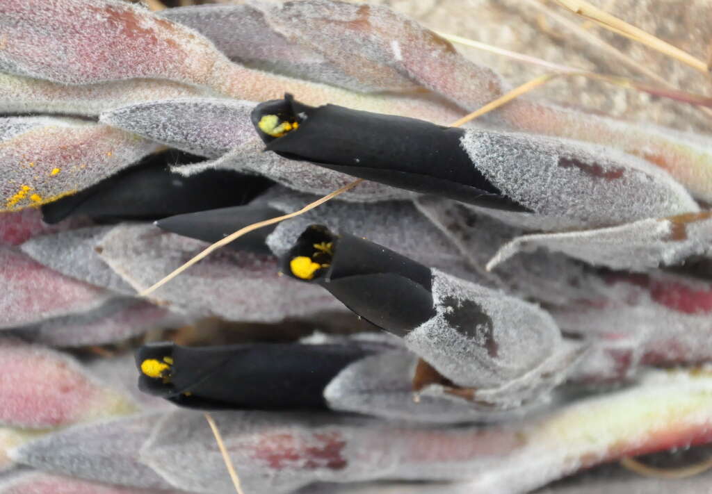 Image of Puya coerulea Lindl.