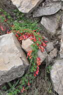 Image of Bolivian Nasturtium