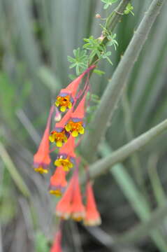 Image of Tropaeolum tricolor Sw.