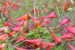 Image of Bolivian Nasturtium