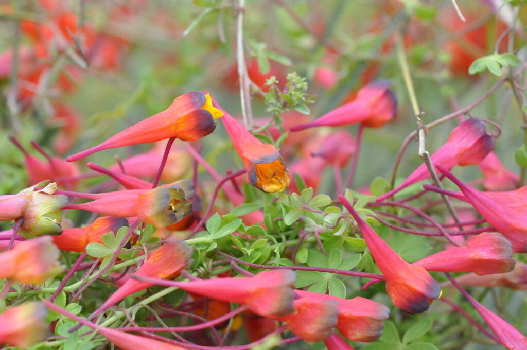 Image of Bolivian Nasturtium