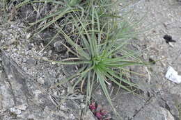 Image of Puya coerulea Lindl.