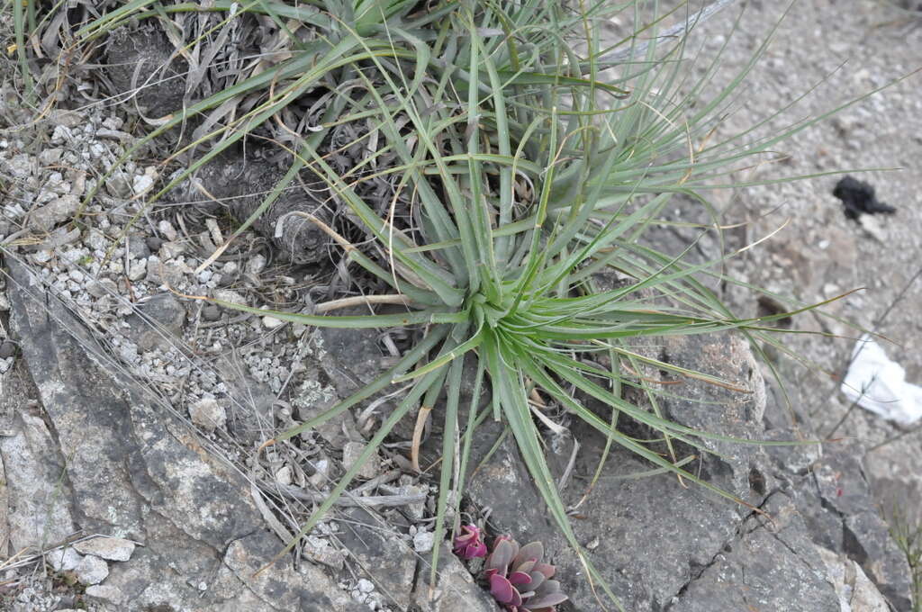 Image of Puya coerulea Lindl.