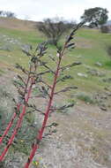 Image of Puya coerulea Lindl.