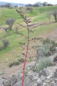 Image of Puya coerulea Lindl.