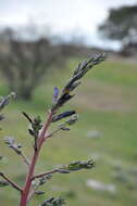 Image of Puya coerulea Lindl.