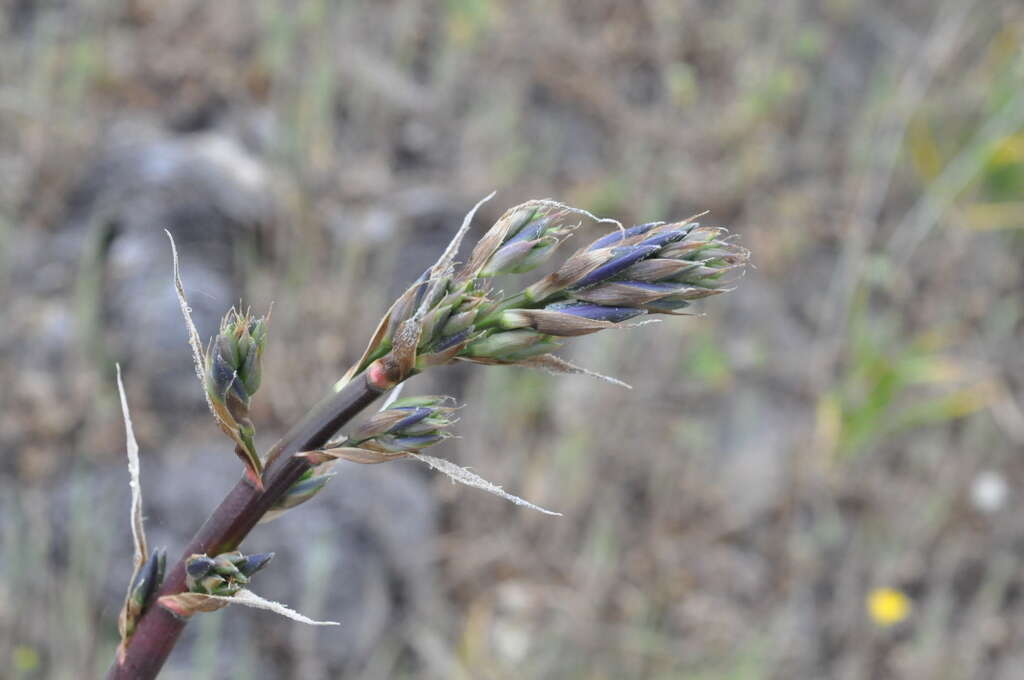 Image of Puya coerulea Lindl.