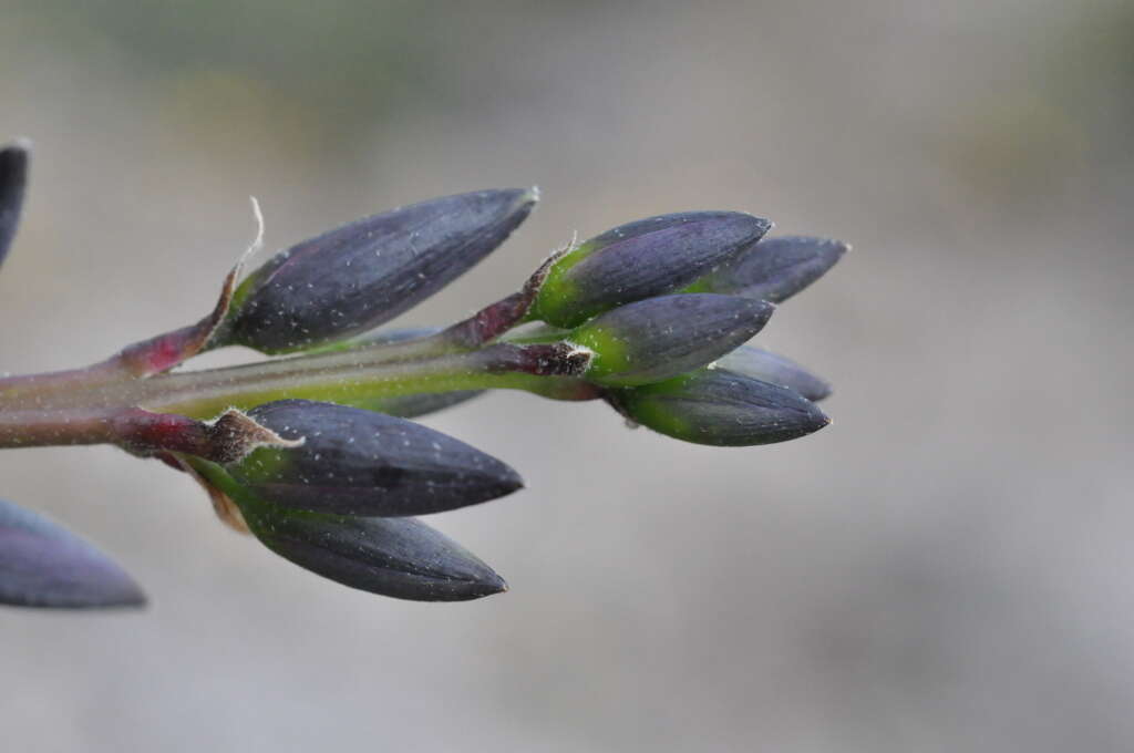 Image of Puya coerulea Lindl.