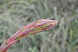 Image of Puya coerulea Lindl.