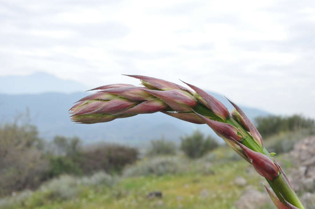 Image of Puya coerulea Lindl.