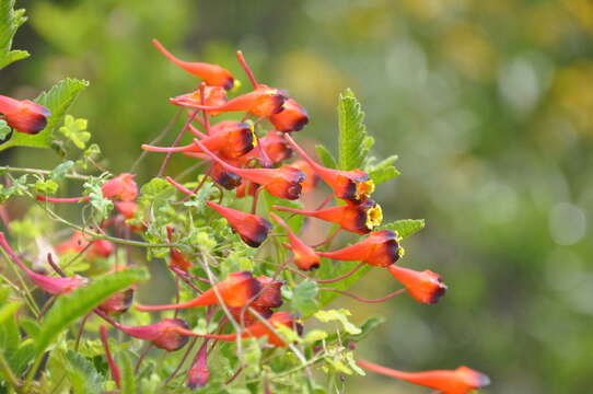 Image of Tropaeolum tricolor Sw.