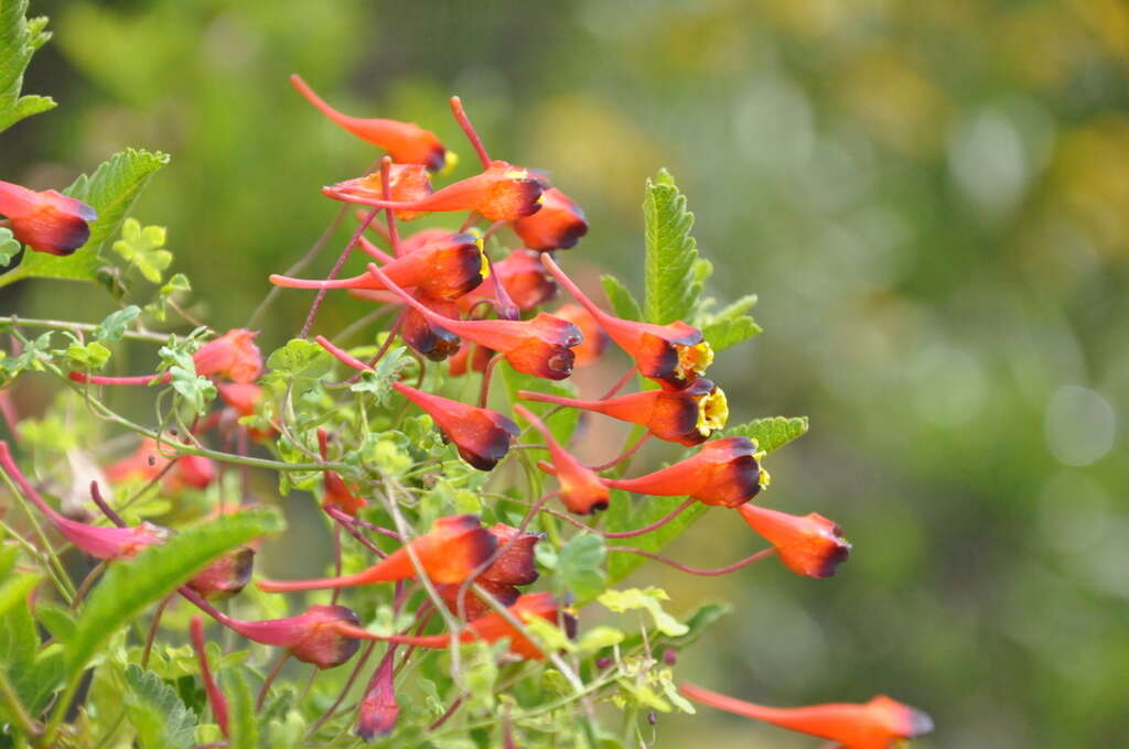 Image of Bolivian Nasturtium